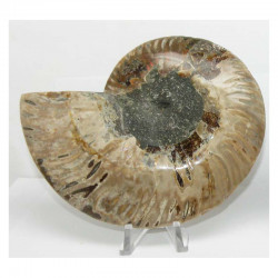 Ammonite de Madagascar Sciée et polie  ( 598 grammes - 023 )