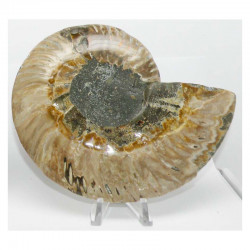Ammonite de Madagascar Sciée et polie  ( 598 grammes - 023 )