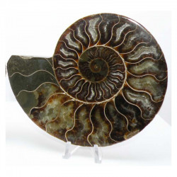 Ammonite de Madagascar Sciée et polie  ( 807 grammes - 029 )