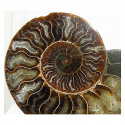Ammonite de Madagascar Sciée et polie  ( 807 grammes - 029 )