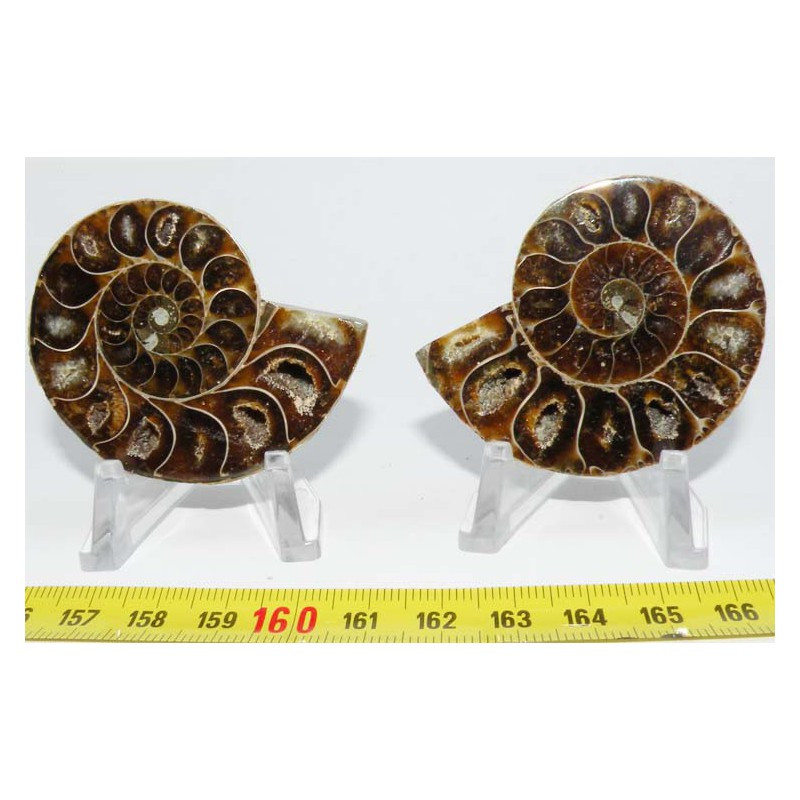 Ammonite de Madagascar Sciée et polie  ( 70 grammes - 030 )
