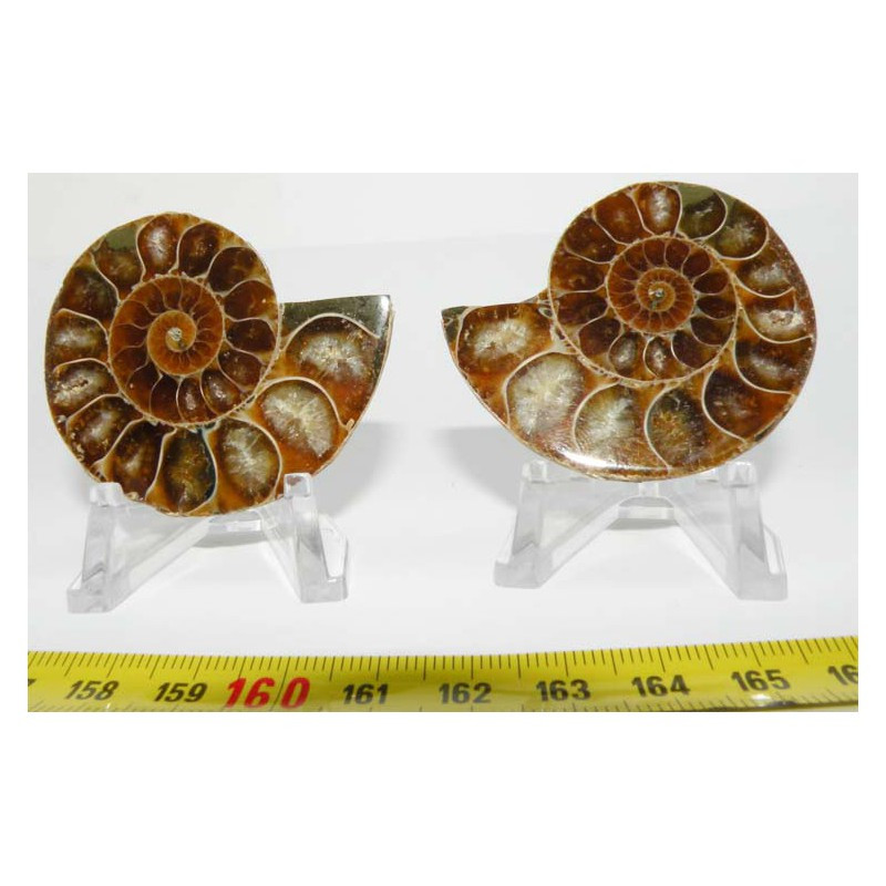 Ammonite de Madagascar Sciée et polie  ( 70 grammes - 034 )