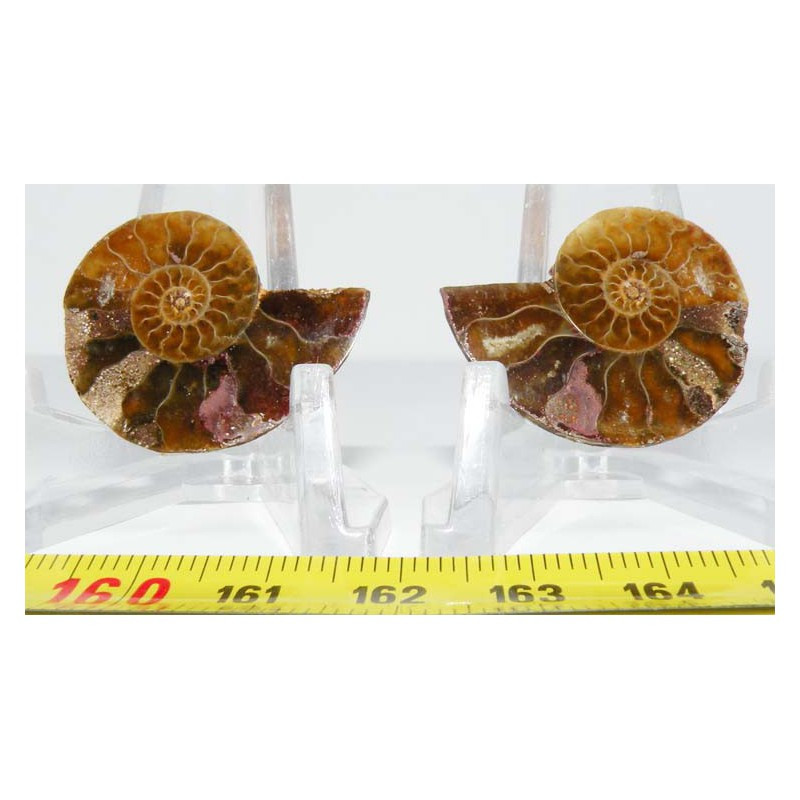 Ammonite de Madagascar Sciée et polie  ( 044 )