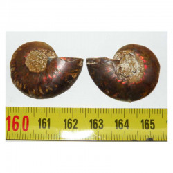 Ammonite de Madagascar Sciée et polie  ( 044 )