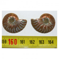 Ammonite de Madagascar Sciée et polie  ( 043 )