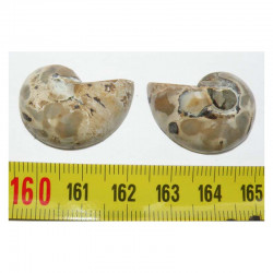 nautile fossile de Madagascar Sciée et polie  ( 041)