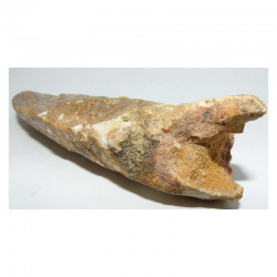 1 dent de Carcharodontosaurus saharicus - T REX Africain ( 11.4 cms - 025 )