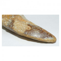 1 dent de Carcharodontosaurus saharicus - T REX Africain ( 5.9 cms -  020 )