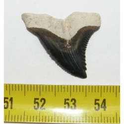 dent de requin Snaggletooth Hemipristis ( USA - 017 )
