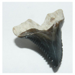 dent de requin Snaggletooth Hemipristis ( USA - 017 )