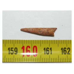 dent dinosaure Pterosaure - Maroc ( 2.1 cms - 001 )