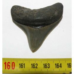 dent de requin Carcharodon megalodon ( 4.7 cms - 301 )﻿