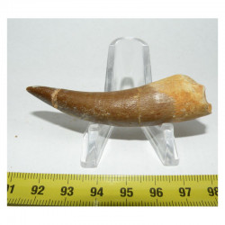 Dent de Plésiosaure  ( Maroc - 008 )