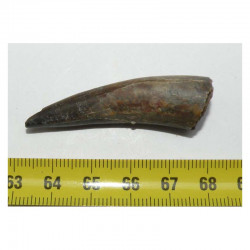 1 dent fossile de Crocodile ﻿Sarcosuchus Imperator ( Niger - 001 )