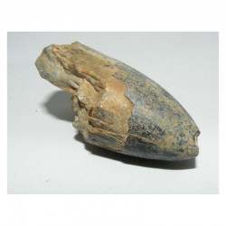 1 dent fossile de Crocodile ﻿Sarcosuchus Imperator ( Niger - 005 )