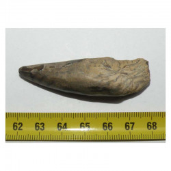 1 dent fossile de Crocodile ﻿Sarcosuchus Imperator ( Niger - 006 )