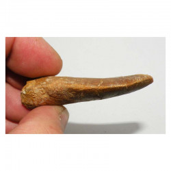 1 dent de Carcharodontosaurus saharicus - T REX Africain ( 6.0 cms - 029 )