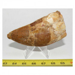 1 dent de Carcharodontosaurus saharicus - T REX Africain ( 6.6 cms -  030 )