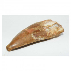 1 dent de Carcharodontosaurus saharicus - T REX Africain ( 6.6 cms -  030 )