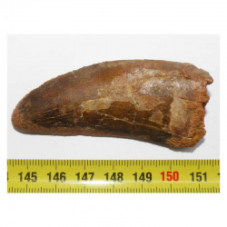 1 dent de Carcharodontosaurus saharicus - T REX Africain ( 6.9 cms -  031 )