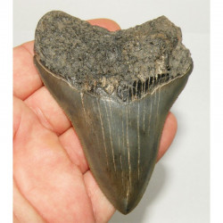 dent de requin Carcharodon megalodon ( 9.6 cms - 195 )