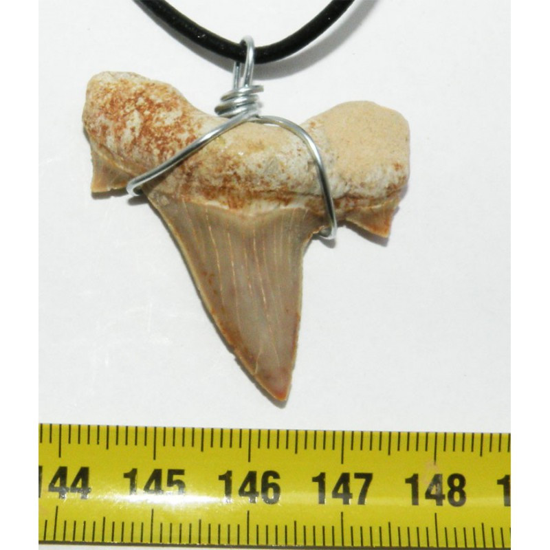 Mako Collier en forme de dent de requin véritable, 1,5 cm, réglable de