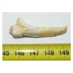 1 dent d Ursus spelaeus ( Rounanie - 013 )