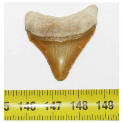 dent de requin Carcharodon megalodon ( 3.4 cms - 309 )