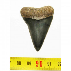dent de requin Carcharodon carcharias  ( 169  )