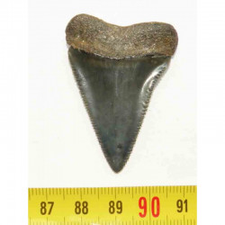 dent de requin Carcharodon carcharias  ( 169  )