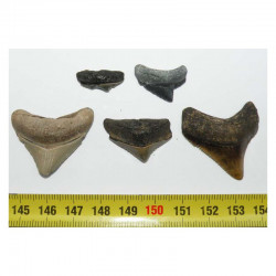 lot de 5 dents de requins Carcharodon megalodon ( 310 )
