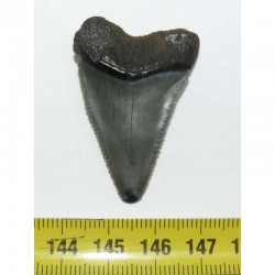 dent de requin Carcharodon carcharias (  3.8 cm - 033 )