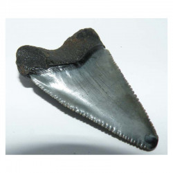 dent de requin Carcharodon carcharias (  3.8 cm - 033 )