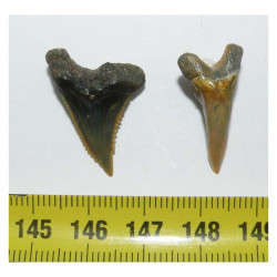 2 dents de requin Snaggletooth Hemipristis ( USA - 002 )