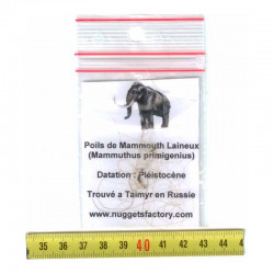 Mammouth laineux pour commencer sa collection ( 002 )