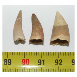 lot de 3 dents de Crocodilus Spenceri ( Maroc - 014 )