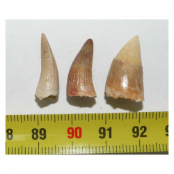 lot de 3 dents de Crocodilus Spenceri ( Maroc - 014 )