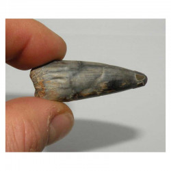 1 dent fossile de Crocodile ﻿Sarcosuchus Imperator ( Niger - 001 )