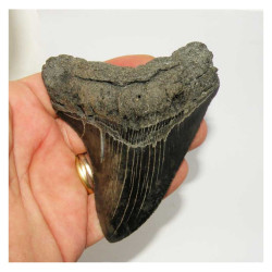 dent de requin Carcharodon megalodon ( 10.7 cms - 305 )