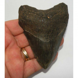 dent de requin Carcharodon megalodon ( 10.0 cms - 199 )