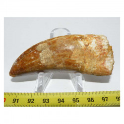 1 dent de Carcharodontosaurus saharicus - T REX Africain ( 7.4 cms -  035 )