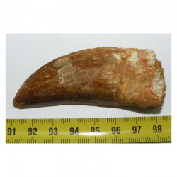 1 dent de Carcharodontosaurus saharicus - T REX Africain ( 7.4 cms -  035 )