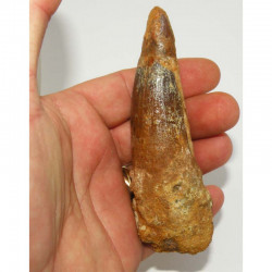 dent dinosaure Spinosaurus Aegypticus ( 11.2 cms - 143 )