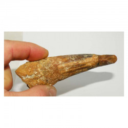 dent dinosaure Spinosaurus Aegypticus ( 11.2 cms - 143 )