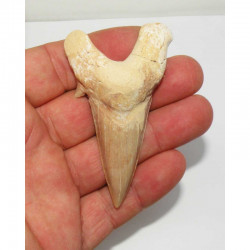 dent Fossile de requin Lamna Obliqua ( 7.6 cms - 077 )