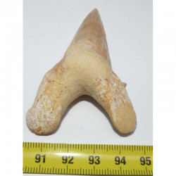 dent Fossile de requin Lamna Obliqua ( 7.6 cms - 077 )