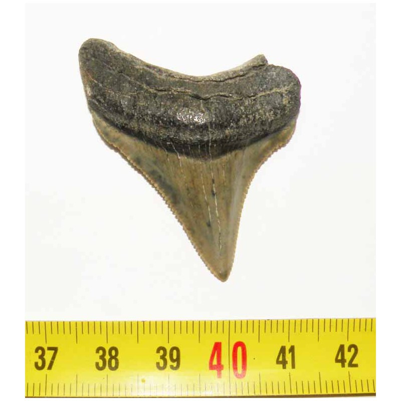 dent de requin Carcharocles chubutensis ( 4.5 cms - 042 )