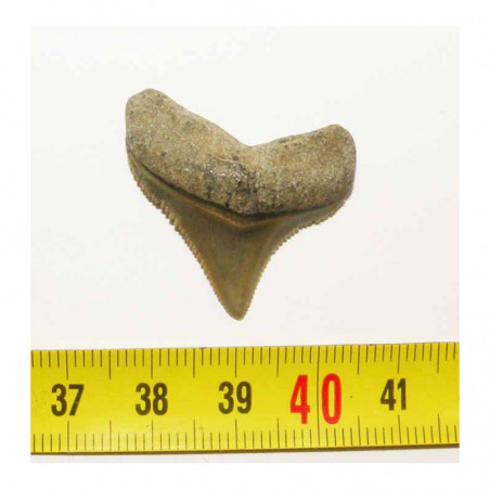 dent de requin Carcharocles chubutensis ( 2.9 cms - 045 )