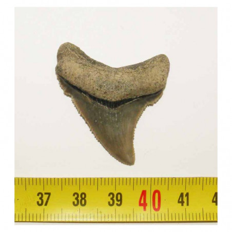 dent de requin Carcharocles chubutensis ( 2.9 cms - 046 )