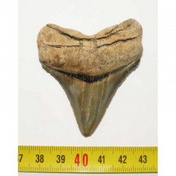 dent de requin Carcharocles chubutensis ( 6.1 cms - 047 )